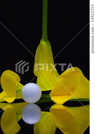 Yellow calla lily and golf ball  14922253