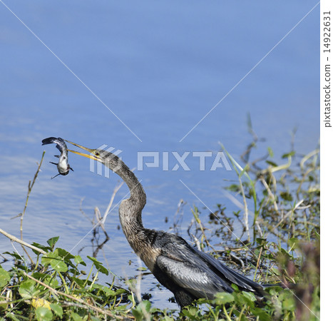 Anhinga Downing A Fish 14922631