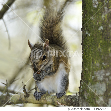 Eastern Gray Squirrel 14922632