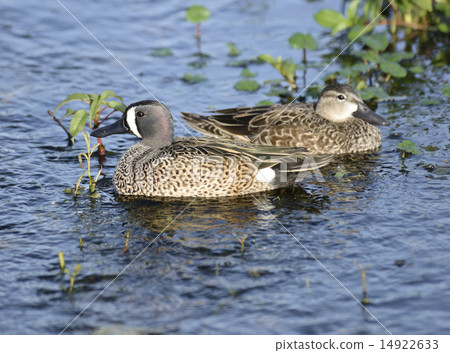 Blue-winged Teal Ducks 14922633