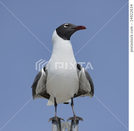 Franklin's Gull 14922634
