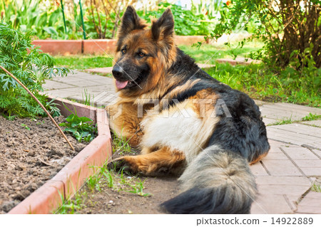 german shepherd in a garden 14922889