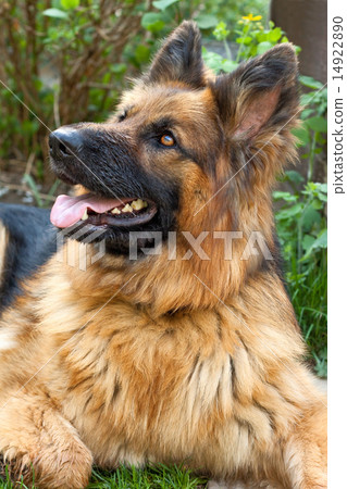 german shepherd in a garden german shepherd in a garden 14922890