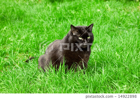 black cat in a meadow 14922898