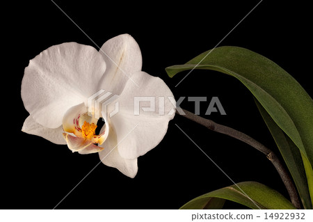 white orchid flower isolated on black white orchid flower isolated on black 14922932