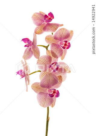 Branch of orchid flowers isolated on white Branch of orchid flowers isolated on white 14922941