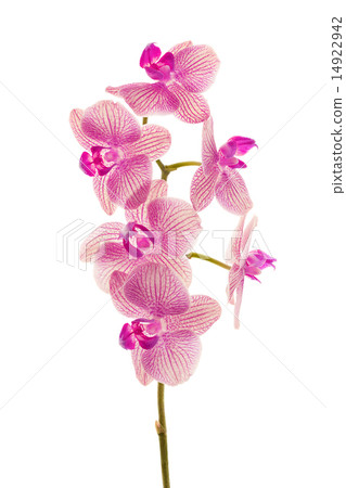 Branch of orchid flowers isolated on white Branch of orchid flowers isolated on white 14922942