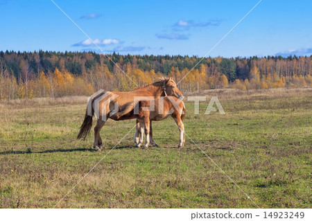 newborn foal suckling newborn foal suckling 14923249