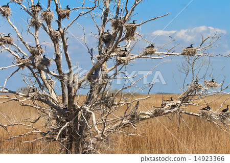 cormorant nests in a tree 14923366