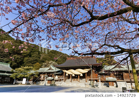 Cherry Blossoms Cherry Blossoms 14923729