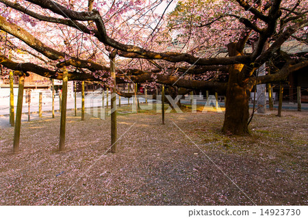 Cherry Blossoms Cherry Blossoms 14923730