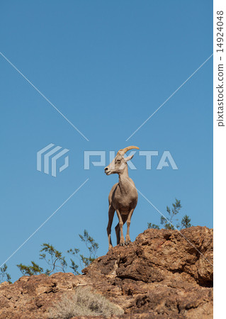 Desert Bighorn Sheep Desert Bighorn Sheep 14924048