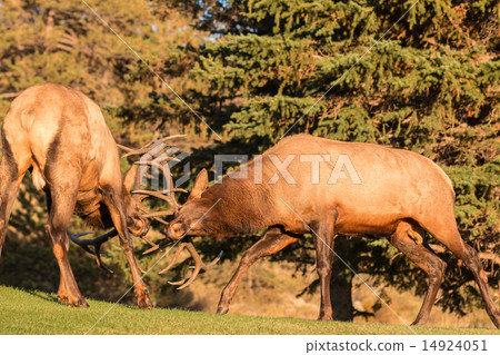 Bull Elk Fighting 14924051
