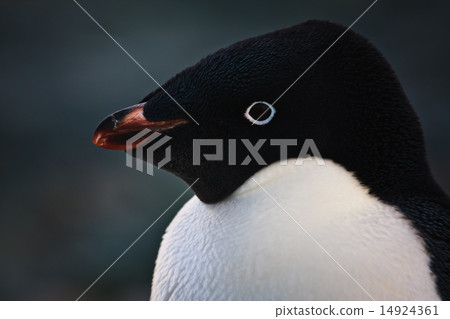 black and white penguin black and white penguin 14924361