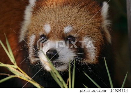 Lesser panda Lesser panda 14924514