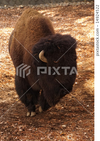 美洲野牛 14924522