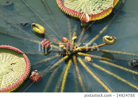 Sprout of Ohonibasu 14924788