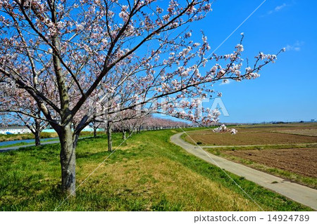 Cherry Blossom	 14924789