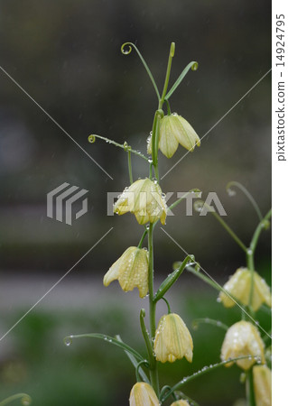 Amigasa lily 14924795