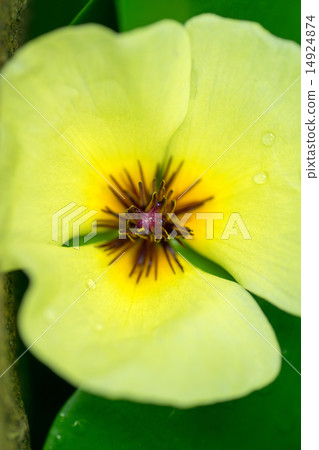 水罌粟，南美洲 14924874