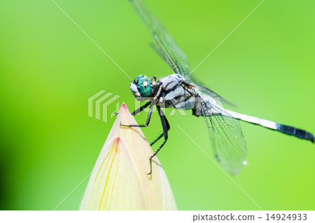 Shicharatombo stopping in the bud of lotus 14924933