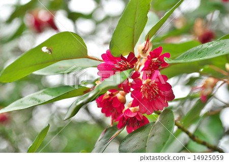 Shabby nagorobuki 14925059