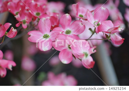 紅山茱flower花 14925234