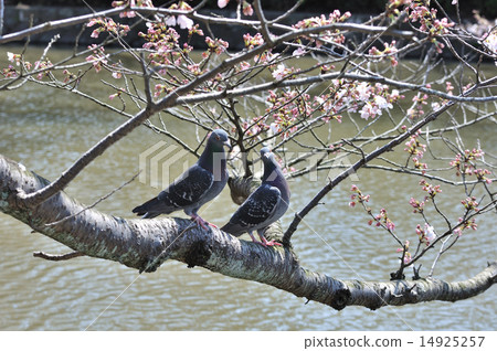 Celebration date for cherry-blossom viewing at special seats (pigeon's couple) 14925257