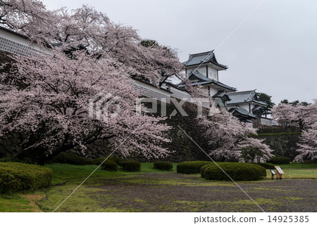 Cherry blossoms at Kanazawa castle 14925385