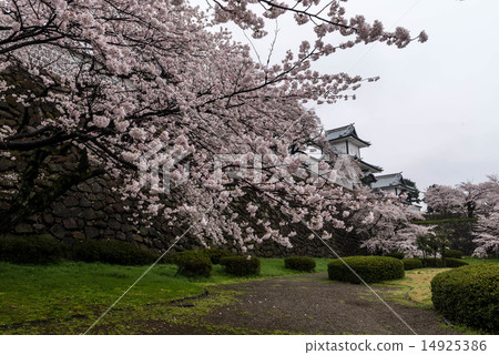 Cherry blossoms at Kanazawa castle 14925386