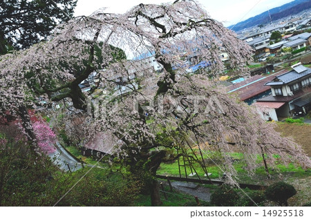 春天·櫻花〜與Mika Kuma燉櫻花 14925518
