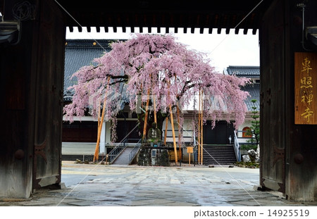 春天·櫻花系列 -  Sogetsuji的Buddy櫻花 14925519