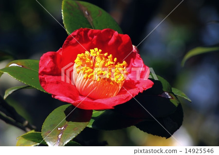 Higo camellia 14925546