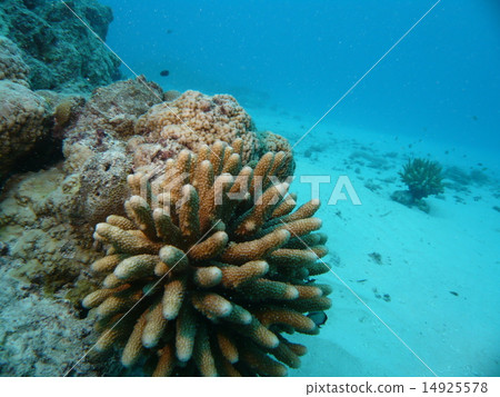 Branches growing in the sea of Saipan corals Branches growing in the sea of Saipan corals 14925578