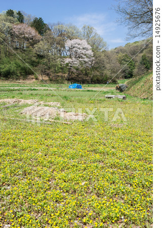 彩虹金槍魚的稻田 14925676