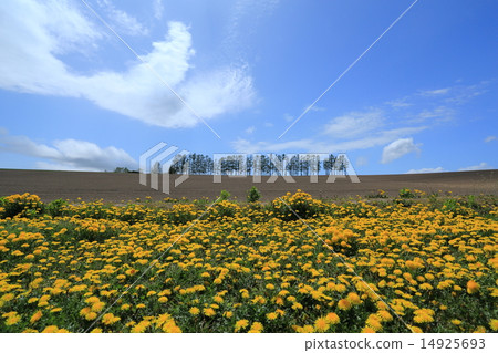 Dandelion hill 14925693