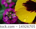 Alishand and pansy 14926705