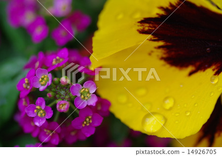 Alishand and pansy 14926705