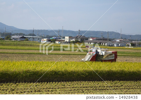 Autumn sky and rice reaping Autumn sky and rice reaping 14928438