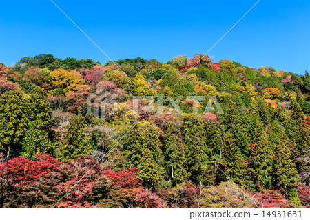 Early morning autumn leaves scenery Early morning autumn leaves scenery 14931631