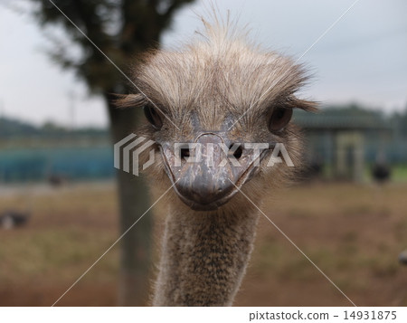 Ostrich 14931875