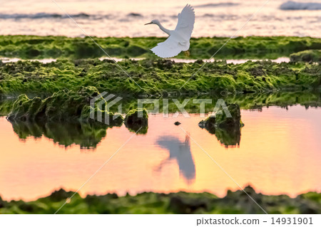 Syrah who fly in the morning glow Syrah who fly in the morning glow 14931901