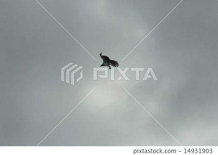 A flying Osprego 14931903