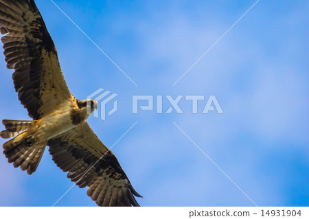 A flying Osprego 14931904