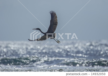 A flying blackcurrant A flying blackcurrant 14932050