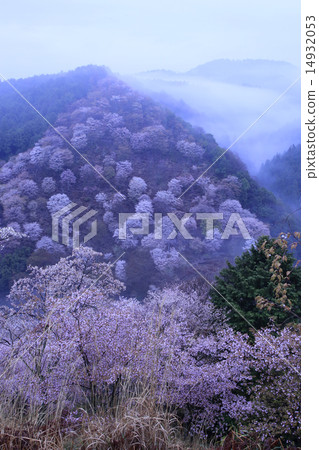 Yoshino mountain cherry tree Yoshino mountain cherry tree 14932053