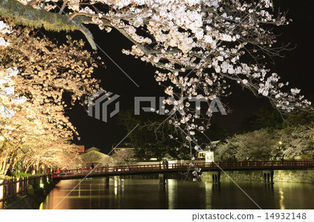 櫻花在小田原城堡廢墟公園的晚上 14932148