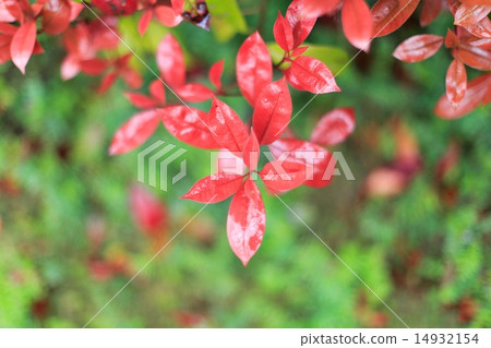 紅芽在雨中 14932154