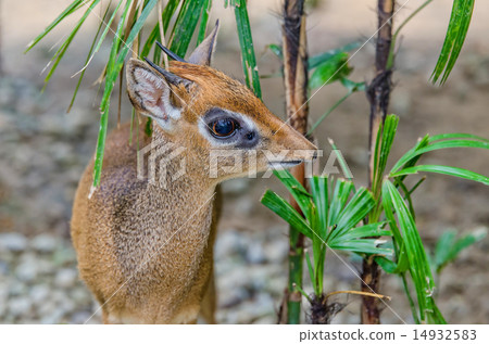 Kirk's Dik dik Kirk's Dik dik 14932583