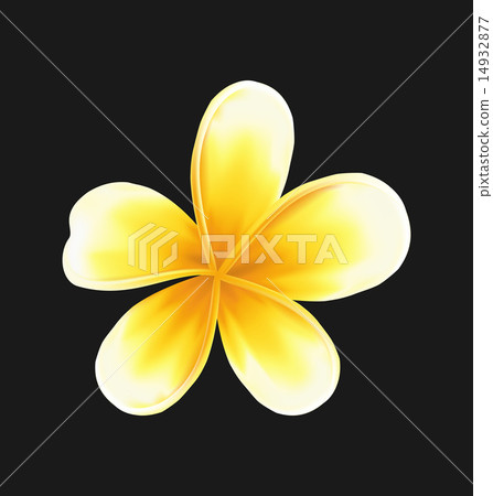 Frangipani flower (plumeria) isolated Frangipani flower (plumeria) isolated 14932877